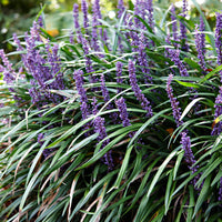 Lilyturf Liriope 'Ingwersen' purple - Hardy plant