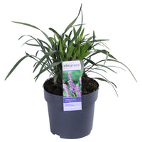 Lilyturf Liriope 'Ingwersen' purple - Hardy plant