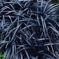 Ophiopogon 'Nigrescens' Green-White - Hardy plant