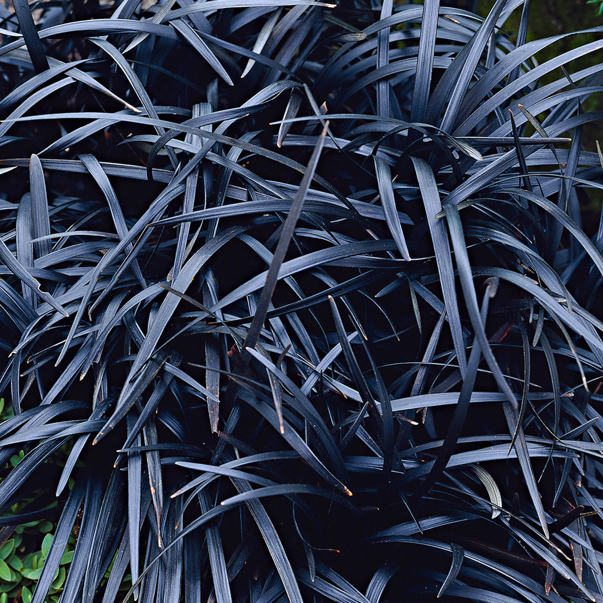 Ophiopogon 'Nigrescens' Green-White - Hardy plant