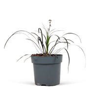 Ophiopogon 'Nigrescens' Green-White - Hardy plant