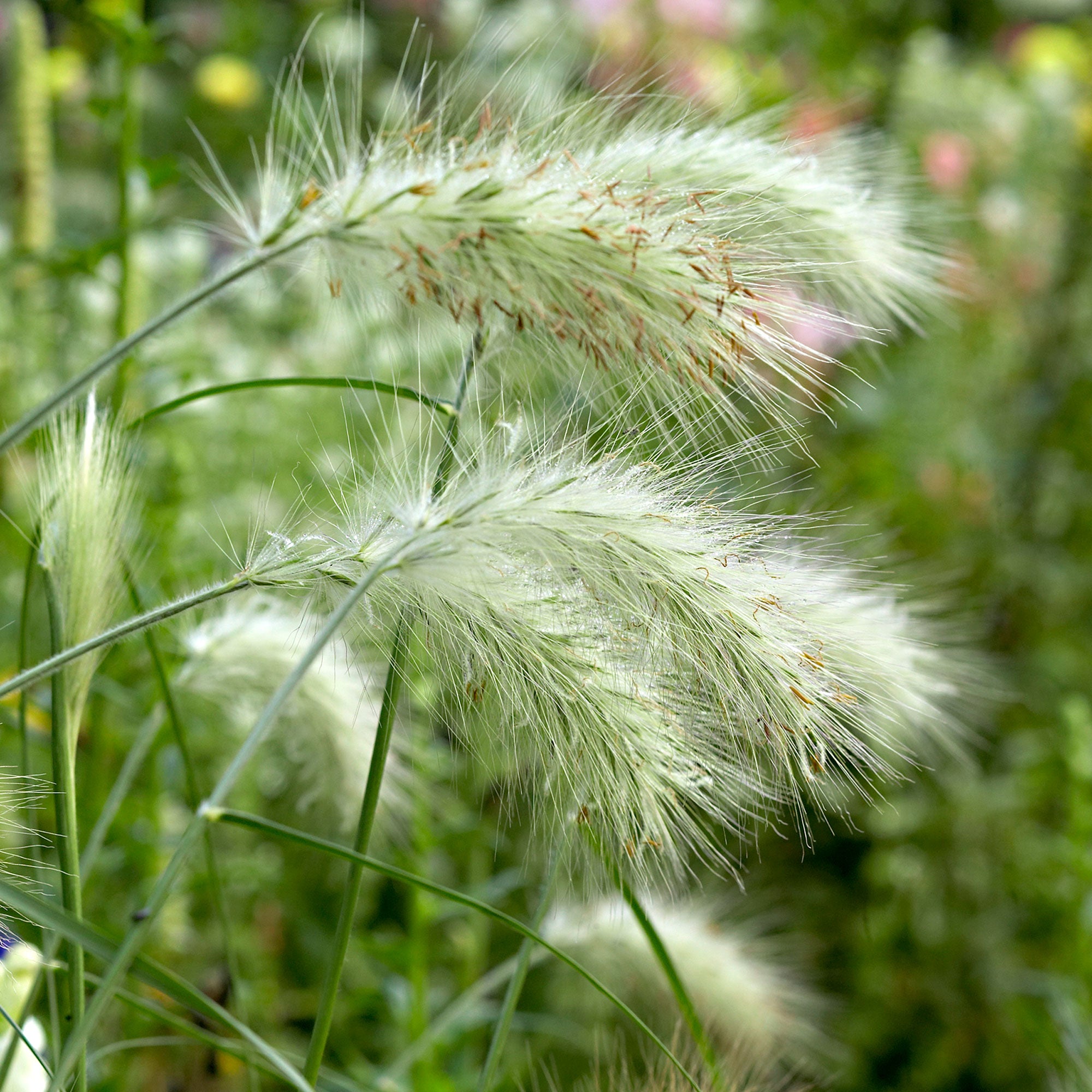 Buy hardy perennial Chinese fountain grass Pennisetum 'Hameln' white