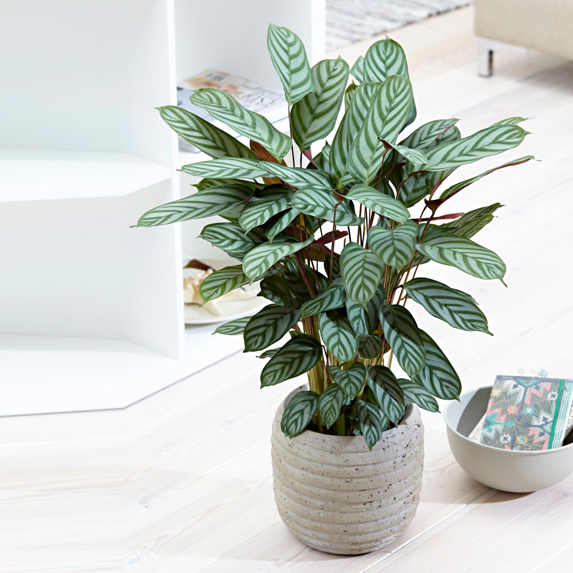 prayer plant or calathea Prayer Plant Calathea 'Compact Star'