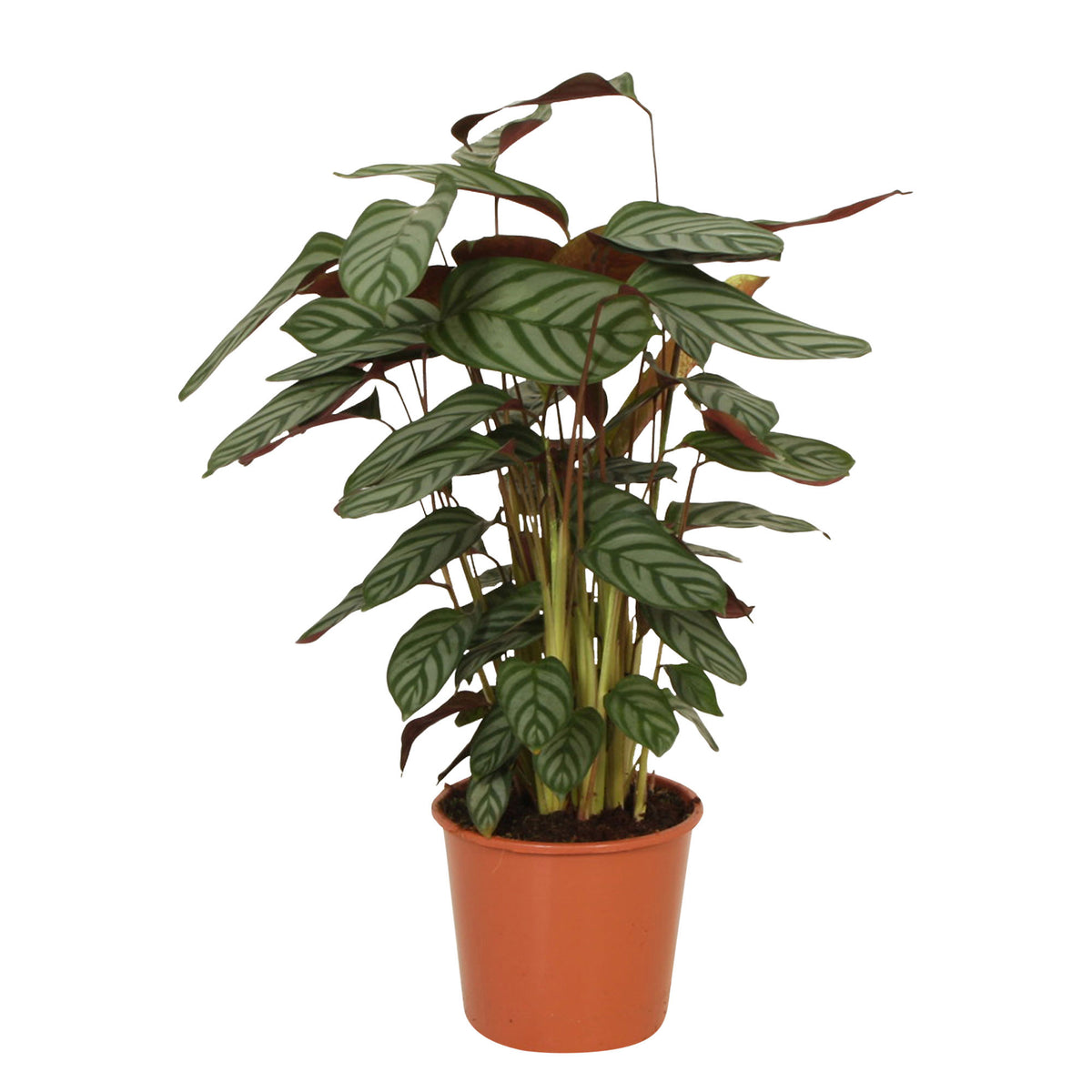 Prayer Plant Calathea 'Compact Star'