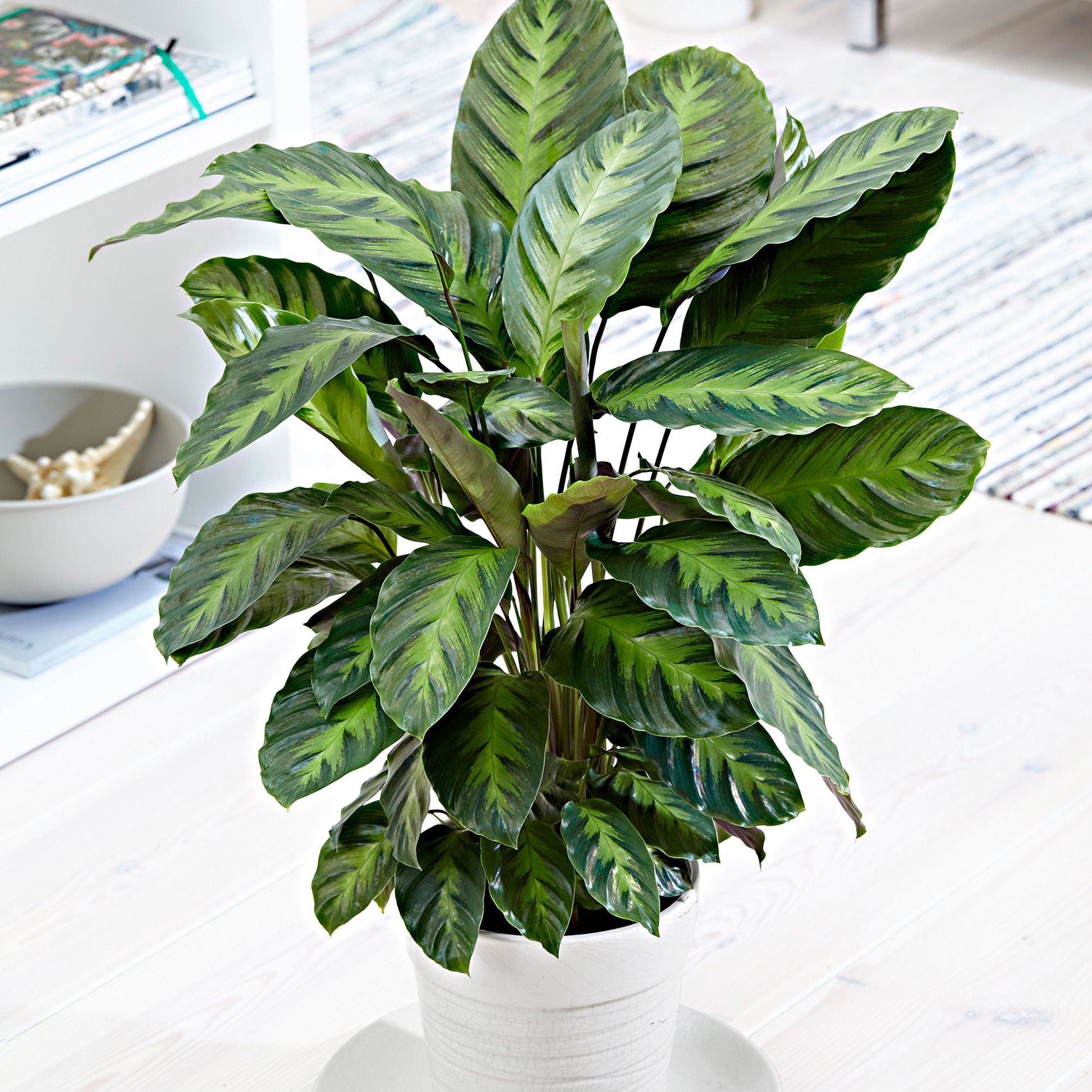 Calathea Misto