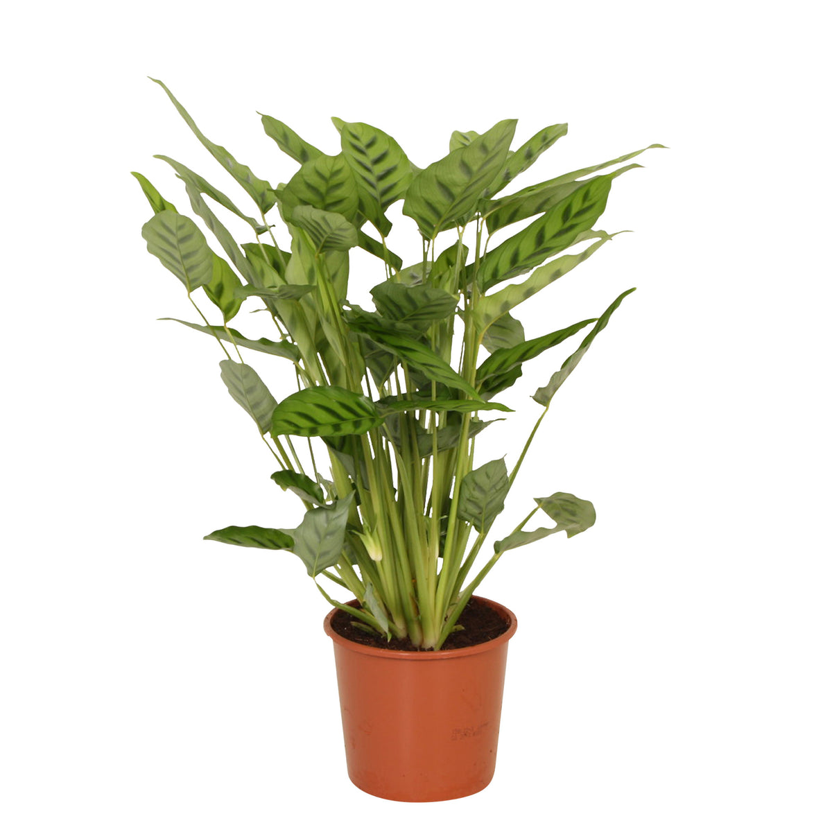 Calathea leopardina