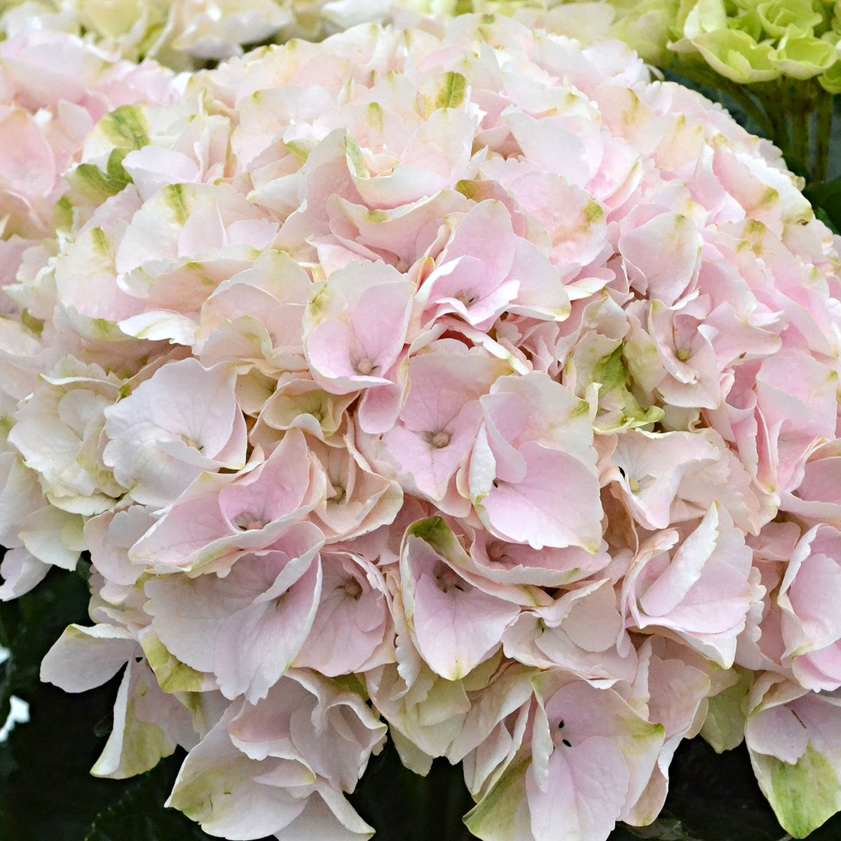 Bigleaf hydrangea Hydrangea 'Elegant Rose' Pink - Hardy plant