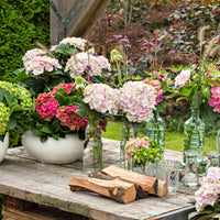 Bigleaf hydrangea Hydrangea 'Elegant Rose' Pink - Hardy plant