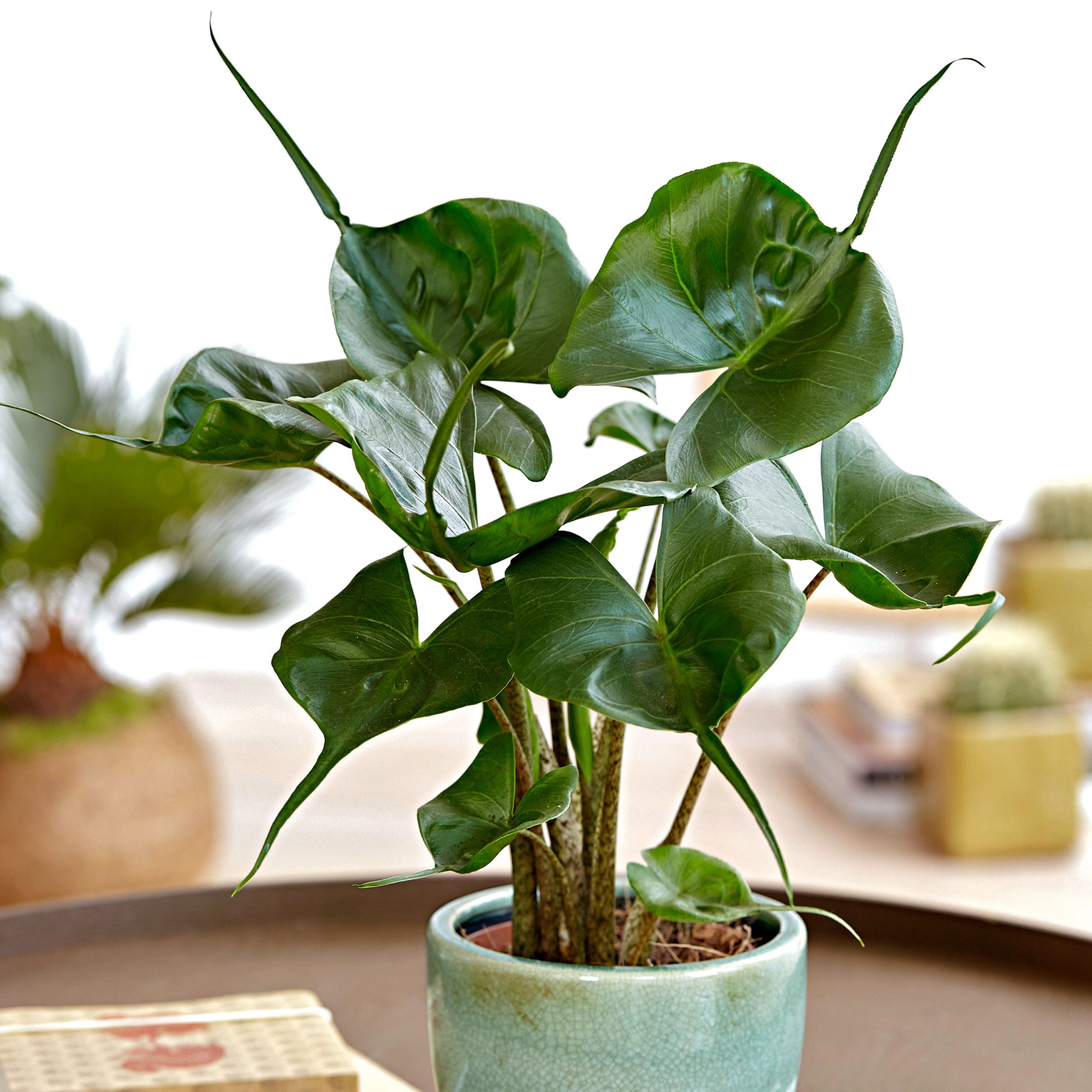Buy house plants now Elephant's ear Alocasia 'Stingray' | Bakker.com