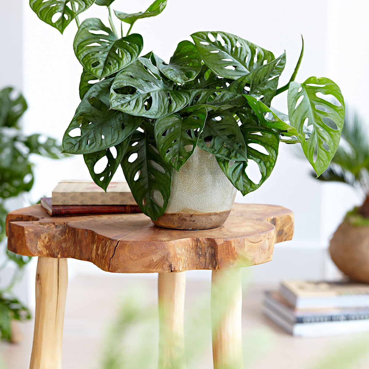Swiss cheese plant Monstera 'Monkey Leaf'  - Hanging plant