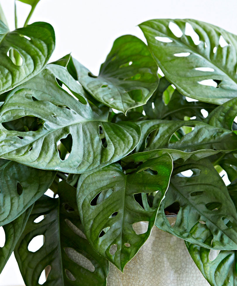 Swiss cheese plant Monstera 'Monkey Leaf'  - Hanging plant