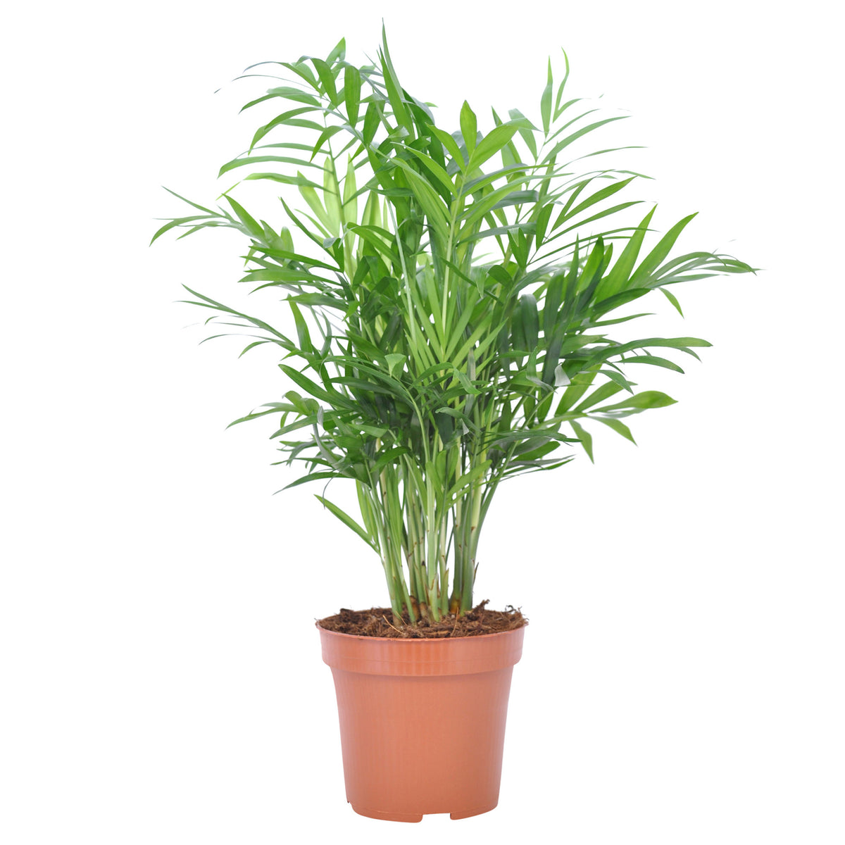 Mexican Dwarf Palm Chamaedorea elegans