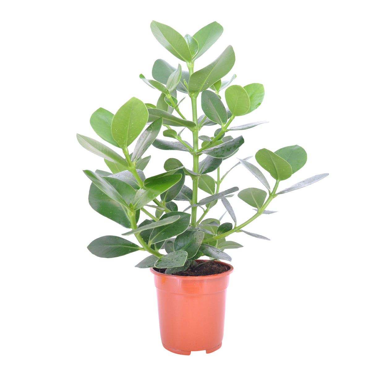 Clusia 'Princess'
