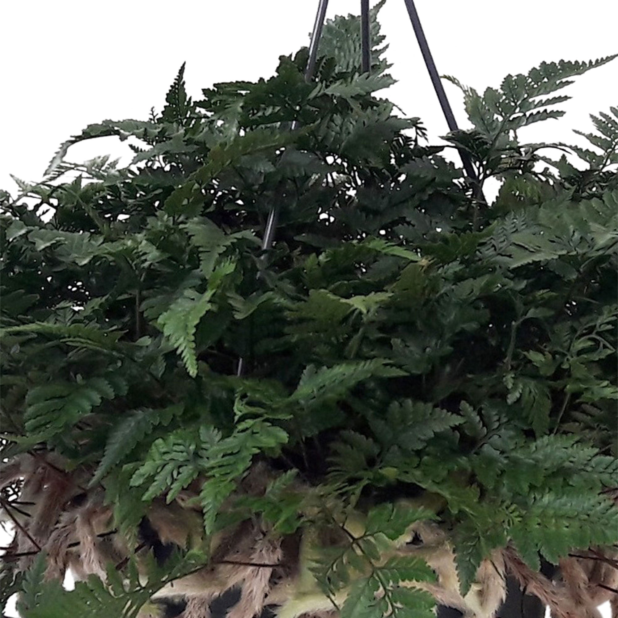 Buy house plants now White rabbit's foot fern Humata tyermannii incl ...