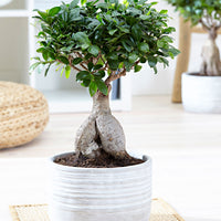 Bonsai Ficus 'Ginseng' incl. concrete pot