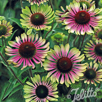 Coneflower 'Green Twister' - Hardy plant