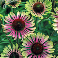 Coneflower 'Green Twister' - Hardy plant