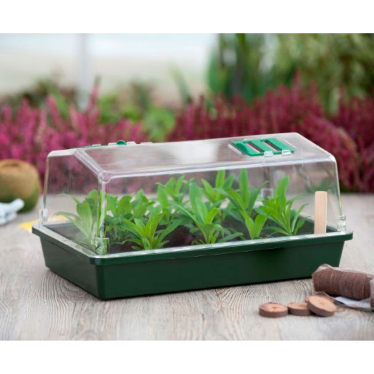Greenhouse