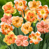 15x Daffodil Narcissus - Mix 'Flower Power' pink-orange-yellow