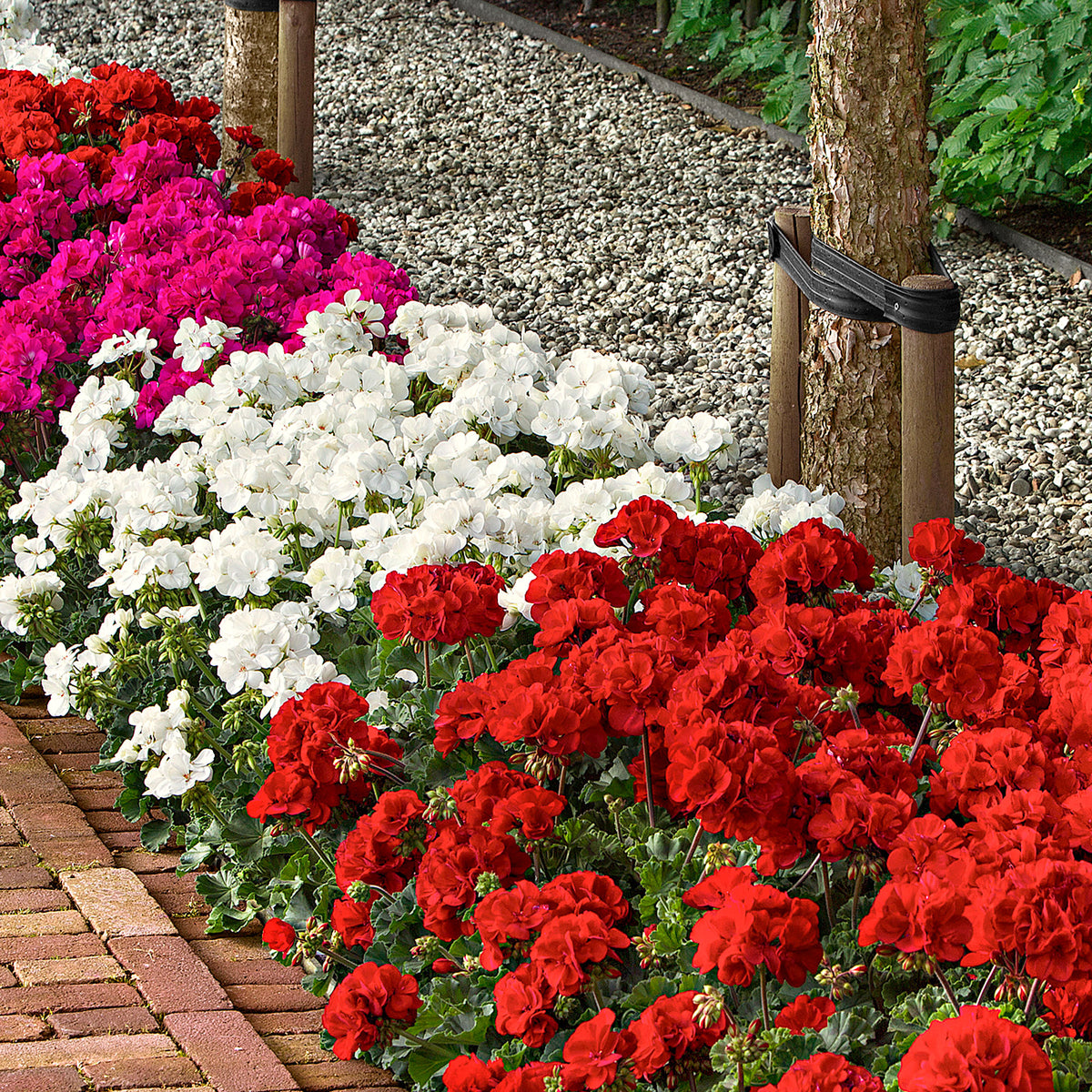 3x Geraniums Pelargonium 'Toscana' pink-red-white