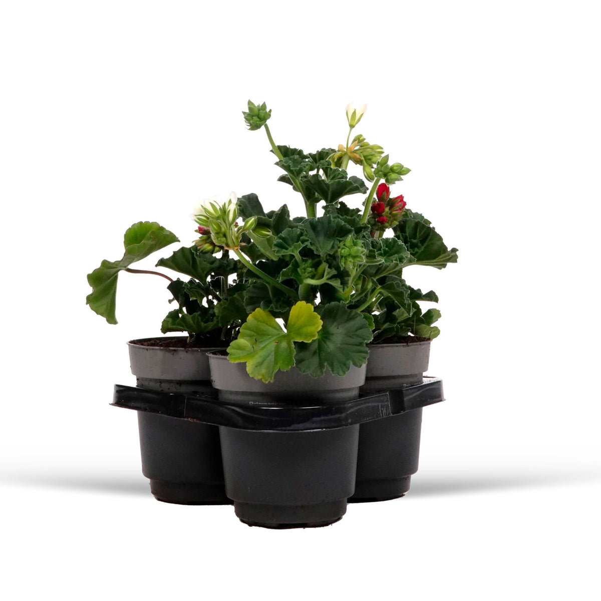3x Geraniums Pelargonium 'Toscana' pink-red-white
