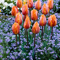 15x Triumph Tulips
