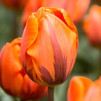 15x Triumph Tulips