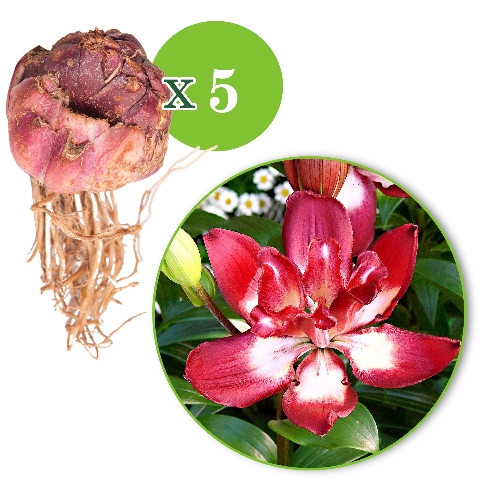 double sensation asiatic lily Buy 5x Double-flowered Lilies Lilium 'Double Sensation' red-white