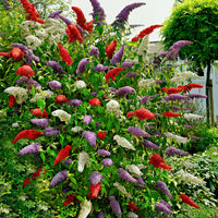 3x Butterfly bush 'Royal Red' + 'White Profusion' + 'Empire Blue' Purple-White-Pink - Hardy plant