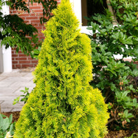 Thuja Cypress Thuja 'Golden Smaragd' - Hardy plant