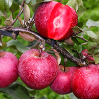 Apple tree ‘Marisa‘ - Hardy plant