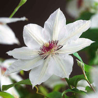 Clematis "Miss Bateman", White - Hardy plant