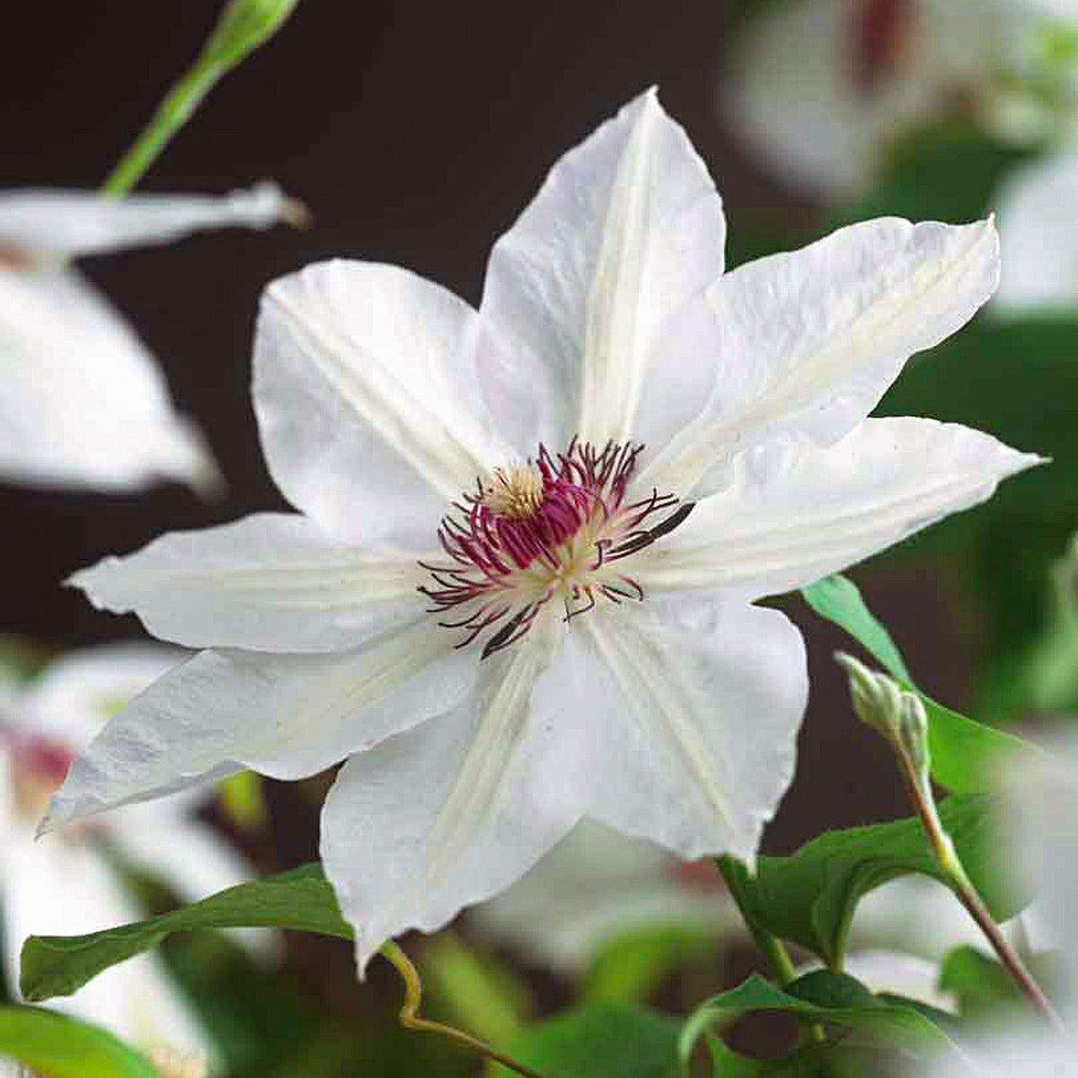 Clematis "Miss Bateman", White - Hardy plant