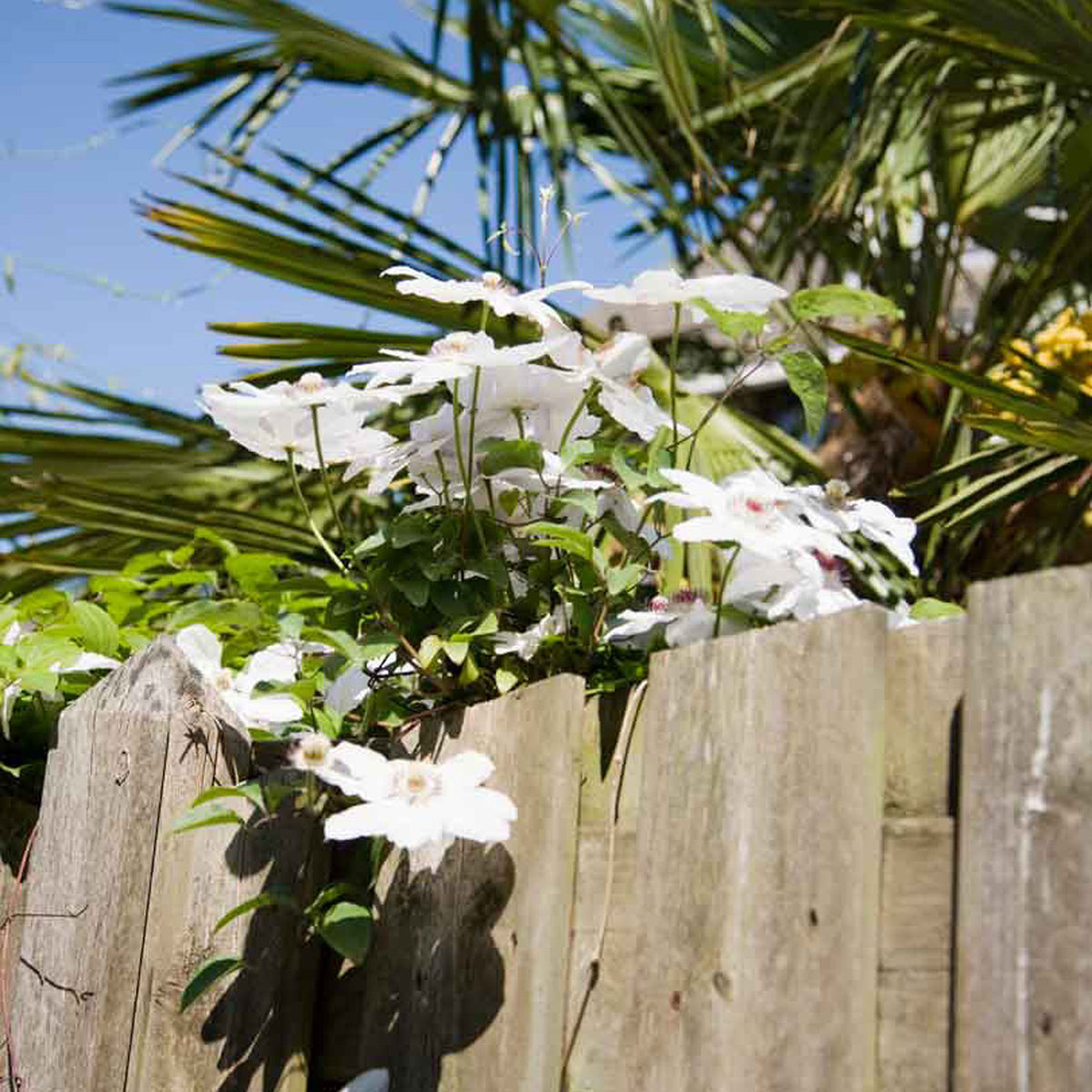 Clematis "Miss Bateman", White - Hardy plant