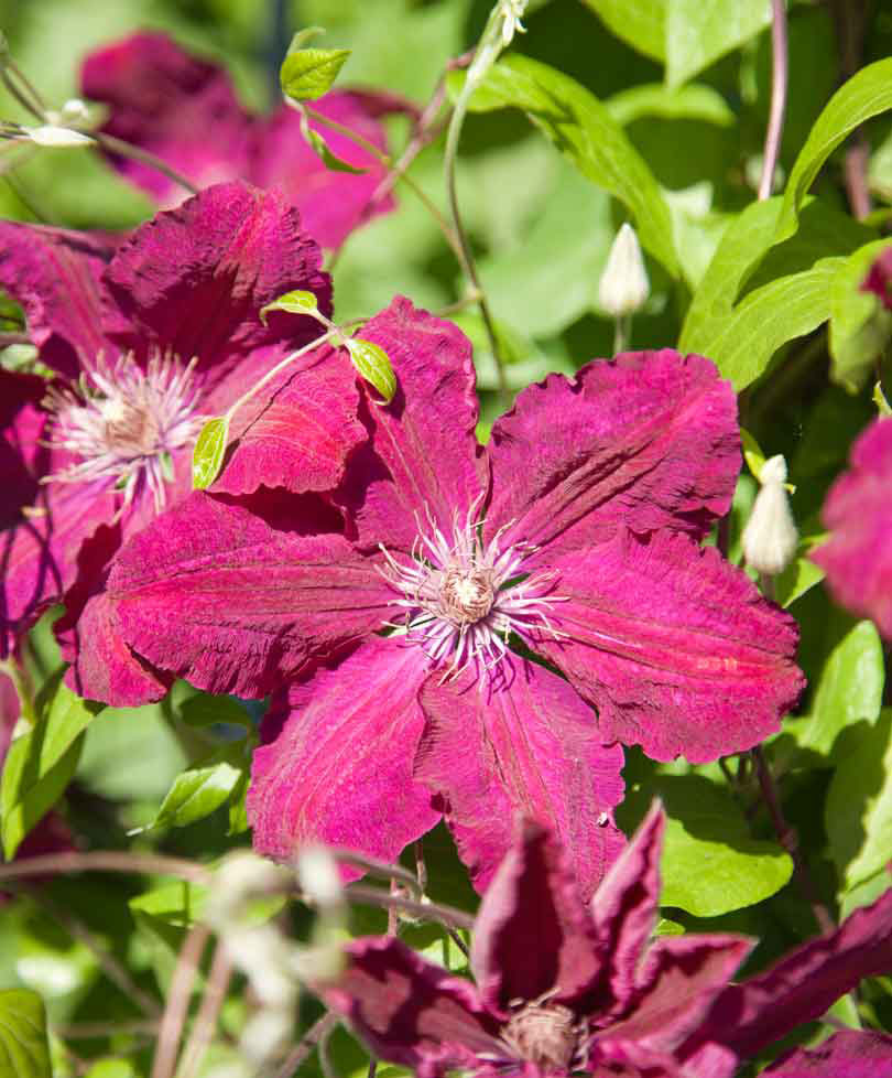 Clematis 'Rouge Cardinal' Red incl. decorative pot