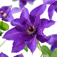 Clematis "The President", Purple - Hardy plant