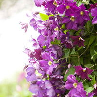 Clematis "Warszawska Nike", Purple - Hardy plant