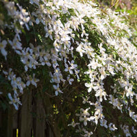 Clematis montana "Grandiflora", White - Hardy plant