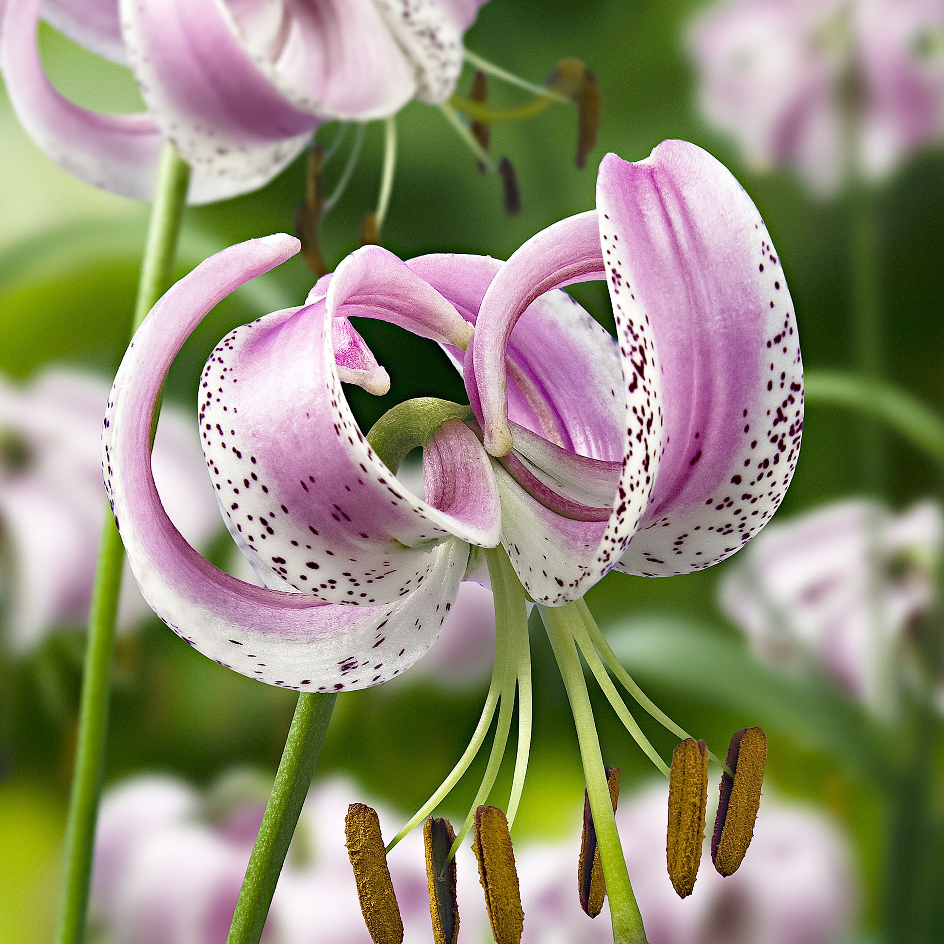 purple and white lilies 3x Lily purple-white