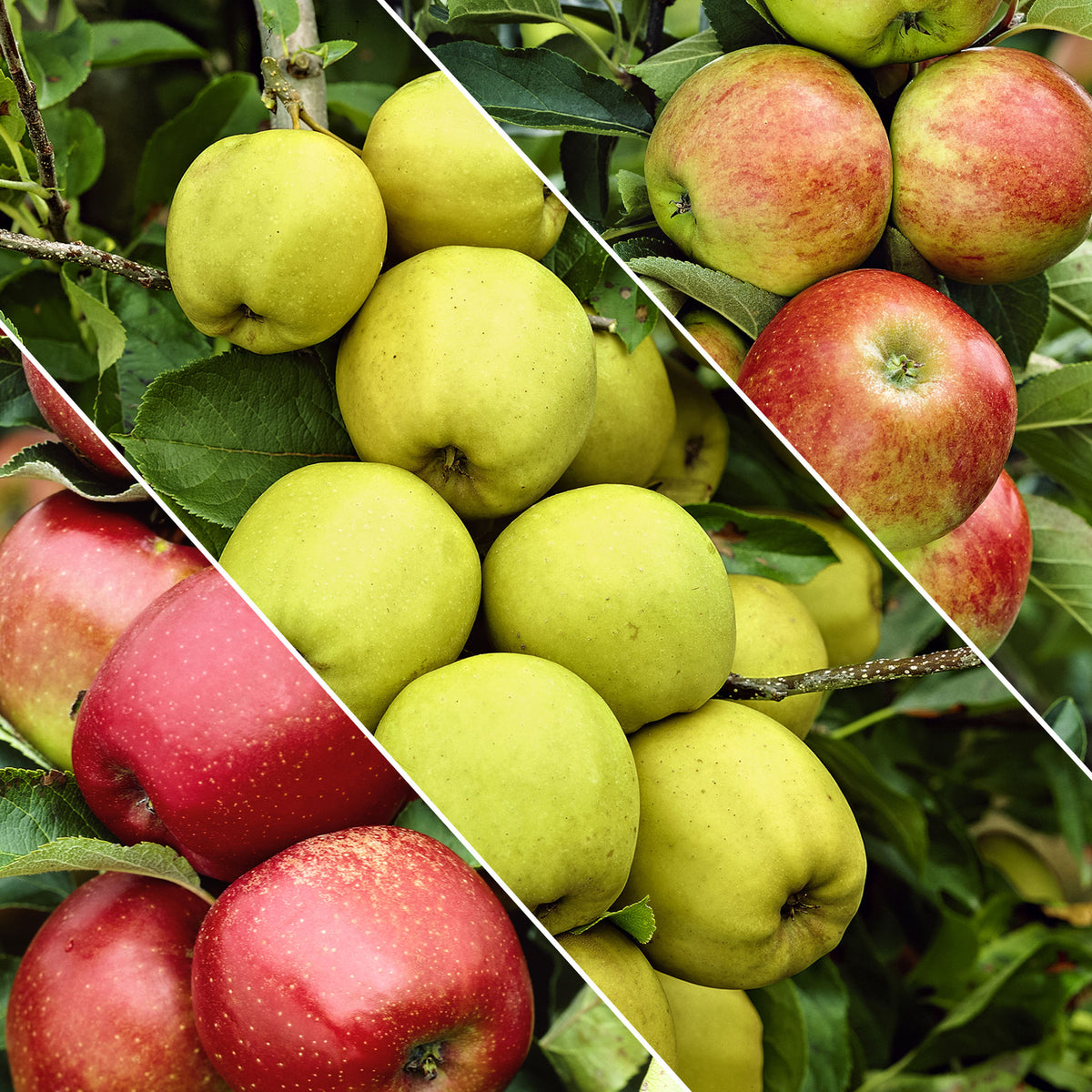 Trio apple tree: ‘Jonagored‘ + ‘Golden Delicious‘ + ‘Elstar‘ - Hardy plant