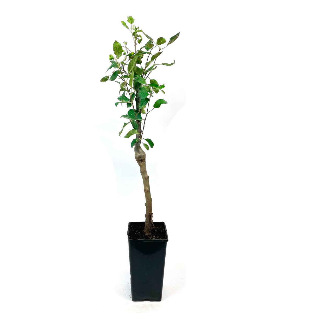 Trio apple tree: ‘Jonagored‘ + ‘Golden Delicious‘ + ‘Elstar‘ - Hardy plant