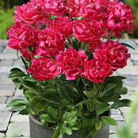 Double-flowered peony 'London' pink - Bare rooted - Hardy plant