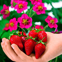 3x Strawberry Fragaria 'Toscana'