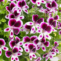 Geraniums Pelargonium 'Mosquitaway Eva' purple-white