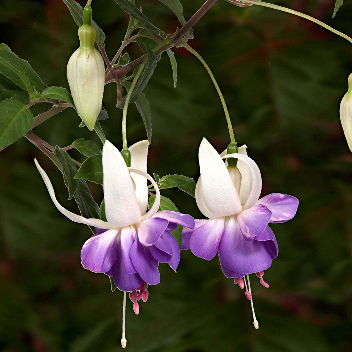 3x Fuchsia 'Delta Sarah' purple-white - Hardy plant