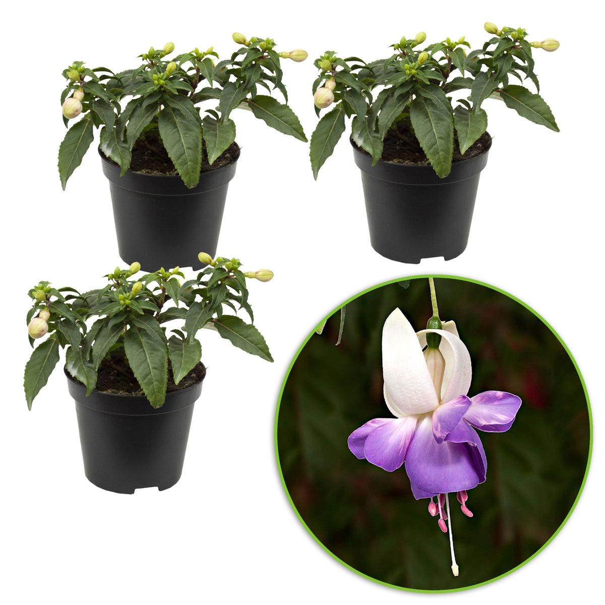 3x Fuchsia 'Delta Sarah' purple-white - Hardy plant