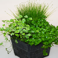 3x Oxygenating aquatic plants - Mix including pond basket