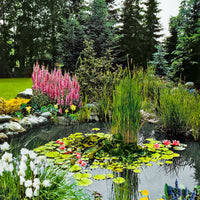 3x Oxygenating aquatic plants - Mix including pond basket