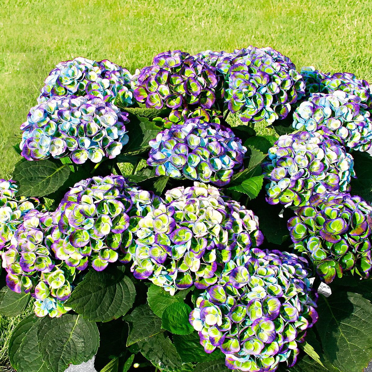 Bigleaf hydrangea Hydrangea 'Revolution Blue' Blue-Green - Hardy plant