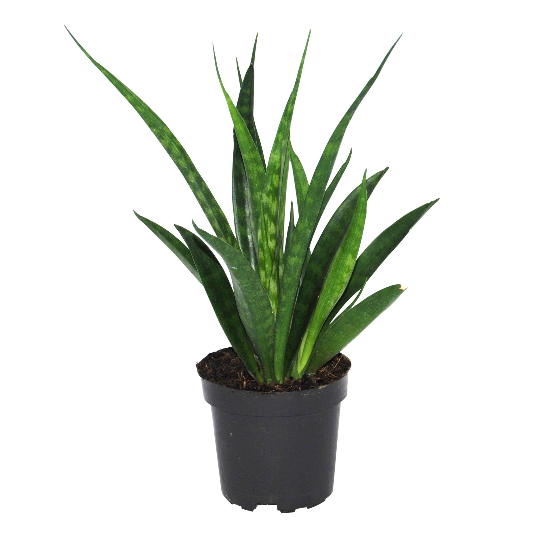 sansevieria friends Snake plant Sansevieria 'Friends'